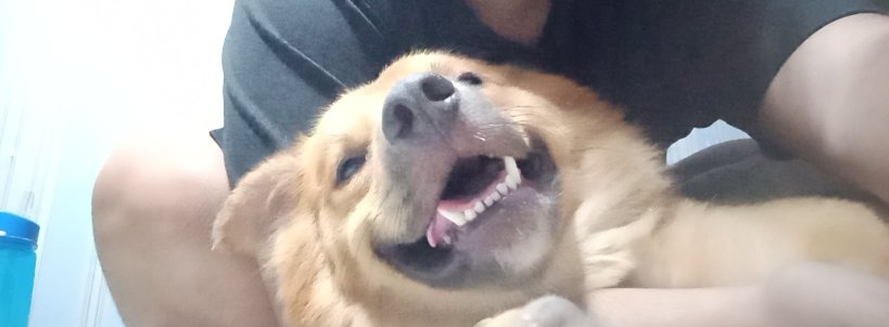 mclaudie0's tweet photo. Mahal na mahal kita rocky boy🥹☹️ di ko pa rin tanggap na wala ka na pag umuuwi ako. Ang sakit sakit, pasensya ka na. https://t.co/Wa4x7wk4kP