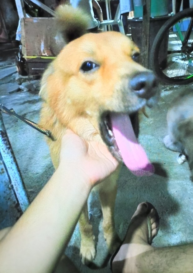 mclaudie0's tweet photo. Mahal na mahal kita rocky boy🥹☹️ di ko pa rin tanggap na wala ka na pag umuuwi ako. Ang sakit sakit, pasensya ka na. https://t.co/Wa4x7wk4kP