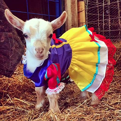 Havilah_V's tweet photo. #FurryFriday: 
#Disney #DisneyLand #DisneyWorld #DisneyLove #DisneyFan #DisneyParks #DisneyMagic #DisneyPrincess #MagicKingdom #SupportDisney #StandWithDisney #DisneyGayPride #Animal #Animals #AnimalsInCostumes #Goat #GoatKid #SnowWhite https://t.co/vceTkkW1sY
