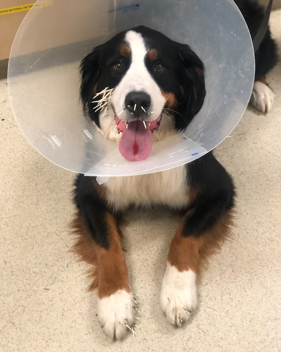 atdoveorg's tweet photo. Yuri tried so hard to make friends with a porcupine. Unfortunately, it ended in a trip to the ER to get all the quills removed.
#vetmed #vettech #vetassistant #crazyveterinarythings https://t.co/hED8ZcPuJd