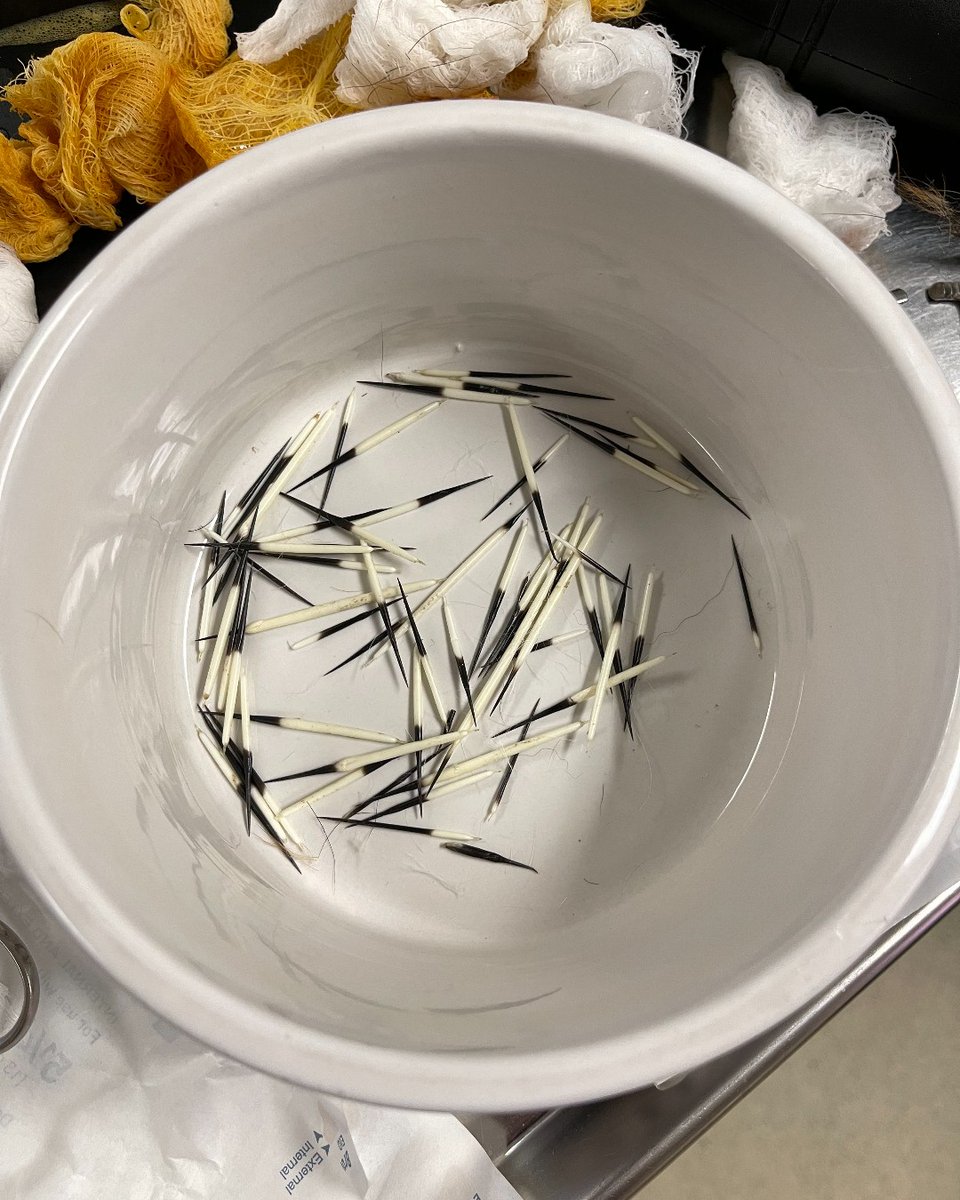 atdoveorg's tweet photo. Yuri tried so hard to make friends with a porcupine. Unfortunately, it ended in a trip to the ER to get all the quills removed.
#vetmed #vettech #vetassistant #crazyveterinarythings https://t.co/hED8ZcPuJd