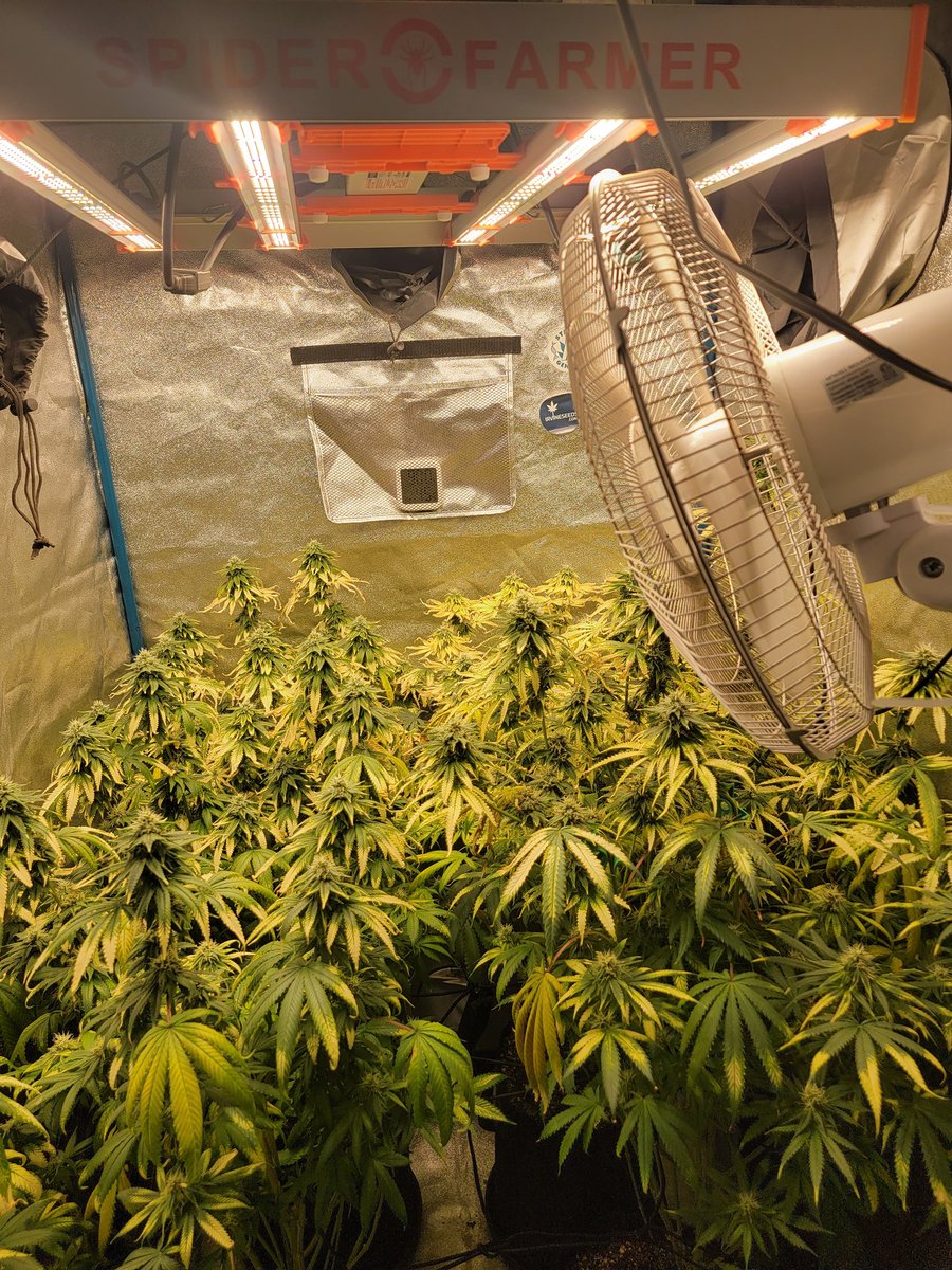 Yoda Soda day 42 🌻 in the 3x3 
💡 #spiderfarmerG3000 
With this being my first time doing the lollipop method I didn't realize how many nuglets keep trying to grow back <a href="/SfVilina/">SF-Vilina</a> <a href="/spiderfarmerled/">Spider Farmer LED</a> #spiderfarmer #G3000