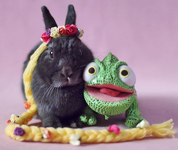 Havilah_V's tweet photo. #FurryFriday: 
#Disney #DisneyLand #DisneyWorld #DisneyLove #DisneyFan #DisneyParks #DisneyMagic #DisneyPrincess #MagicKingdom #SupportDisney #StandWithDisney #DisneyGayPride #Animal #Animals #AnimalsInCostumes #DwarfNetherlandRabbit #Rapunzel #Tangled - Photo by lunaandoliver https://t.co/EeeIgm3L1M