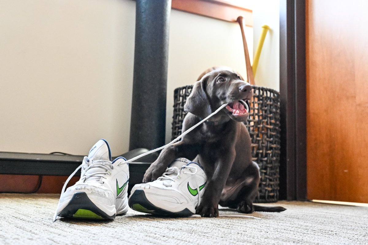 Pete Carroll tweet media