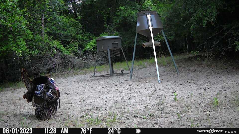 Still showing off!
@SpypointCamera 
#whyispypoint
