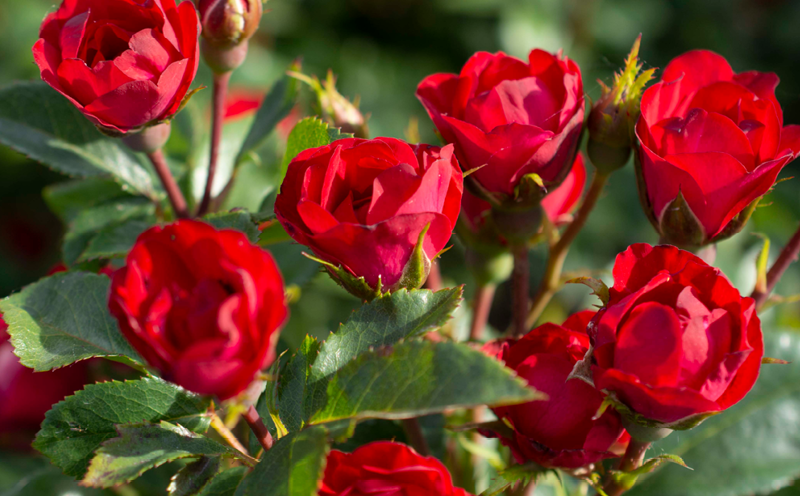 #AmericanRoseTrialsforSustainability #selects durable #roses. theproducenews.com/floral/america… #Roses #RoseLovers #RoseGarden #RoseBlooms #RoseAddict #RoseBeauty #RoseInspiration #RoseParadise #RoseBouquet #RoseGalore #RoseHeaven #RoseDreams #RoseMagic #RoseFlower #RoseVarieties