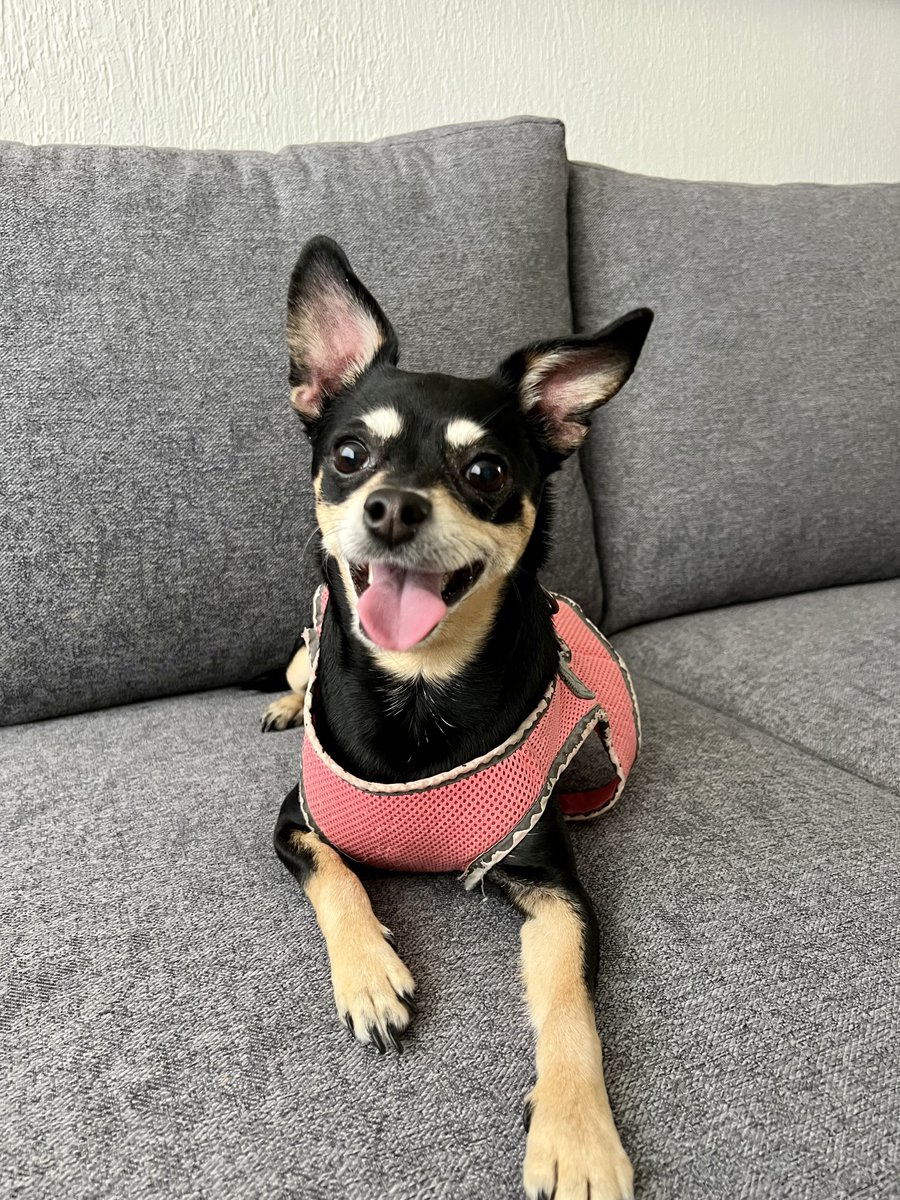 Mascotas Resguardadas Monterrey, Nuevo León tweet media
