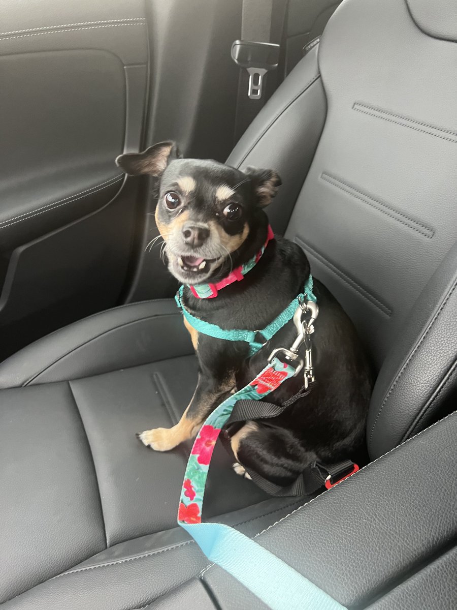 ❤️Taty( perrita que fue abandona en el aeropuerto) esta en busca de un hogar.
✅Convive con perros y gatos 
✅Desparasitada (Interna y externamente).
<a href="/JudithMedrano/">Judith Medrano</a> <a href="/LoQuePasaEnNL/">@QuePasaEnNL ®️</a> <a href="/arandatamayo_/">HuGo Aranda Tamayo 🎙️</a> <a href="/rayelizalder/">Ray Elizalde</a>