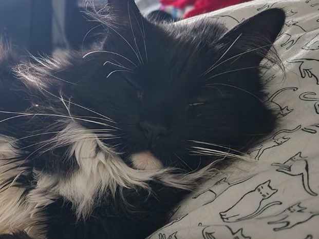 TheSandyPooch's tweet photo. When your on your 3rd nap dreaming about the 4th 🤣 #pets #cat #fluffball https://t.co/5Zc2yKZcZJ