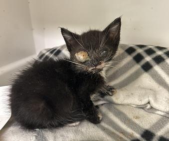 NYCDEATHROWCATS's tweet image. *SHELTER PLEA* Kitten | Previous 3Wo Tuxie TROY Has URI/Conj with Very Gunky Eye - Stopped Eating on Own, Needs Syringe Feeding.
facebook.com/photo.php?fbid…