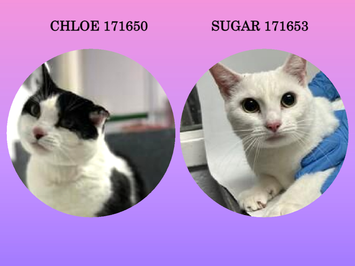 NYCDEATHROWCATS's tweet photo. *SHELTER PLEA* Sweet Level 1 Sister CHLOE &amp; SUGAR Need Some Loving - Chloe has chronic otitis w/ healed aural hematoma, Sugar has alopecia/poss allergies.
https://t.co/y49cROydrL https://t.co/EySekGAXh2