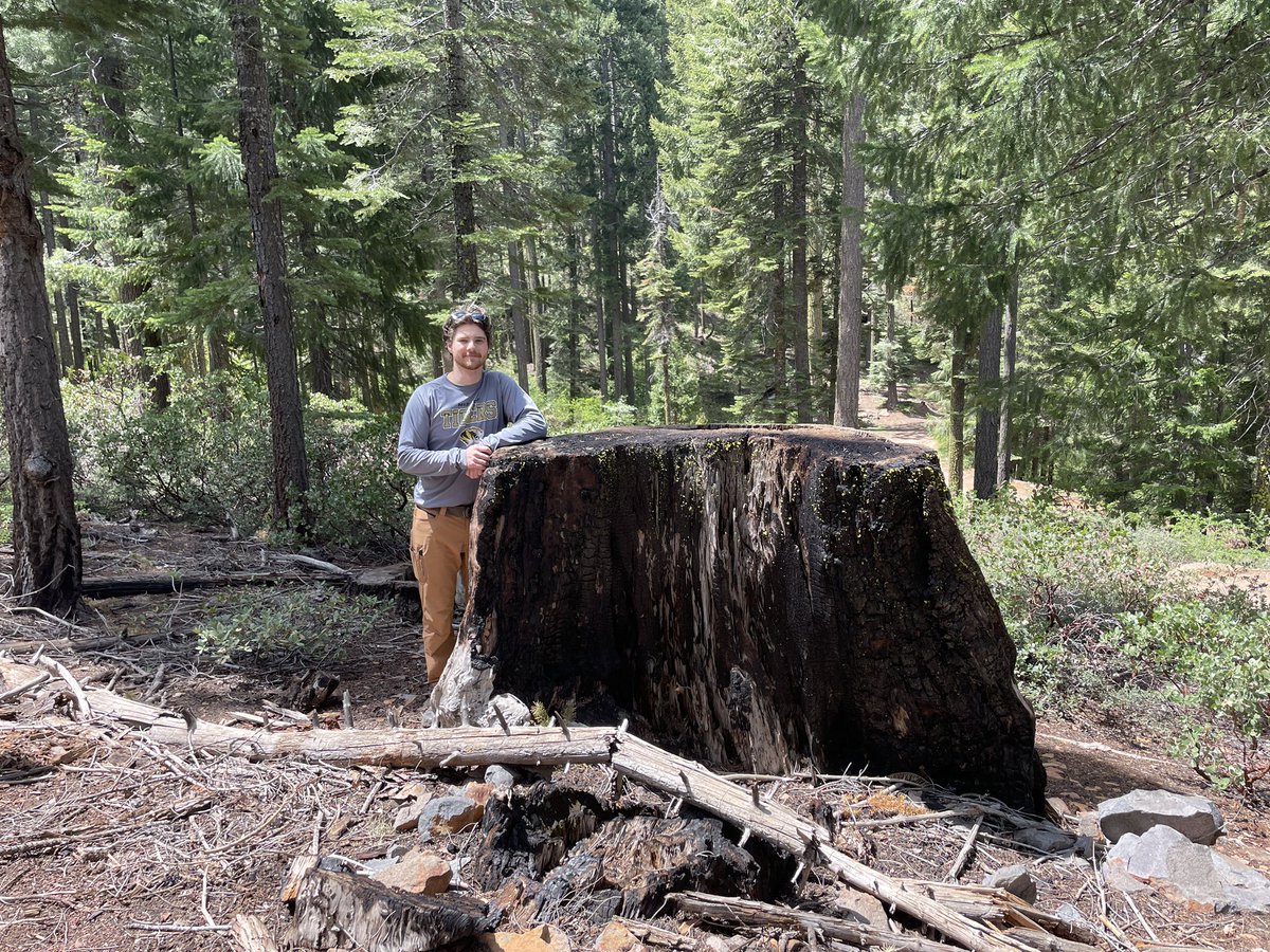 marschall_joe's tweet image. Our lab has non-fire history work in the northern CA woods this summer, but we’re constantly running into awesome fire scarred remnants like this one. I must admit to being a little relieved to not have to collect this giant, even on a #firescarfriday 😂 @kyle_rolfes