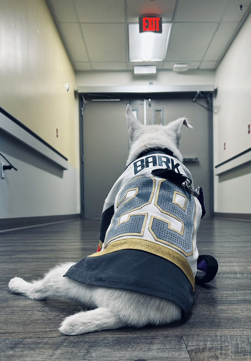 What a ride!
Thank you everyone! ❤️ 
~ Bark🐾
August 15, 2008 - June 2, 2023 
#TherapyDog
#PawYouNeedIsLove
#VegasBorn