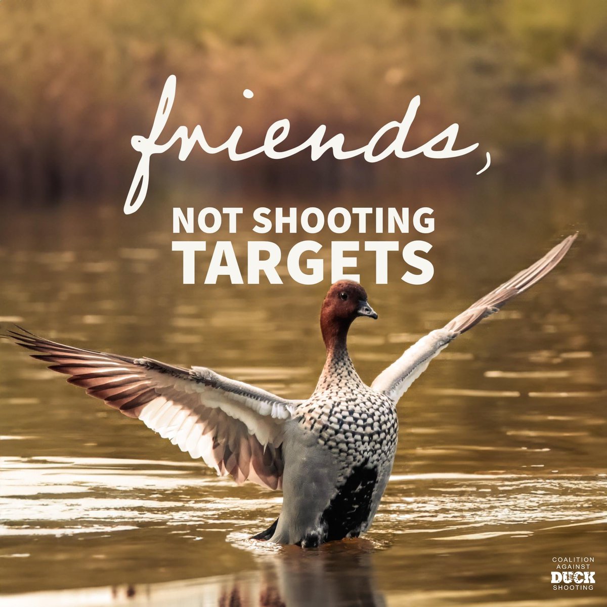 Friends, not shooting targets 💚
#BanDuckShooting