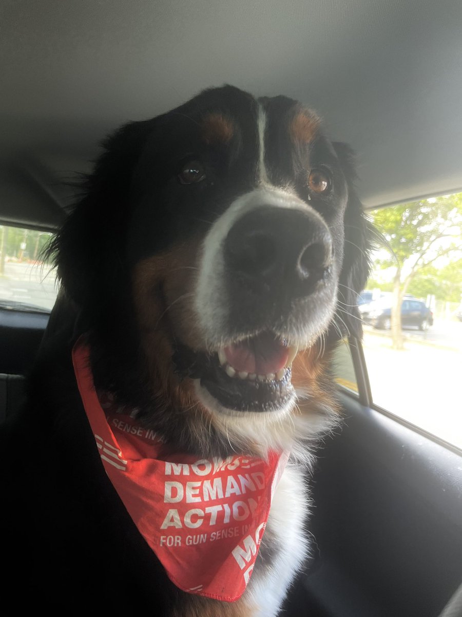 DaveCannon's tweet photo. Grizzly the Bernese Mountain Dog demands action, saddened by all the dogs who have lost owners to gun violence. #MomsDemandAction #Everytown #WearOrange #EndGunViolence @MomsDemand @Everytown https://t.co/Zm2b4ye7Uo