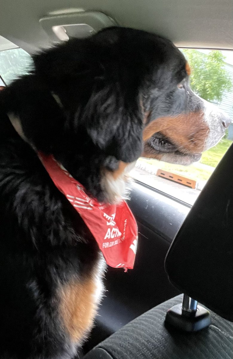 DaveCannon's tweet photo. Grizzly the Bernese Mountain Dog demands action, saddened by all the dogs who have lost owners to gun violence. #MomsDemandAction #Everytown #WearOrange #EndGunViolence @MomsDemand @Everytown https://t.co/Zm2b4ye7Uo
