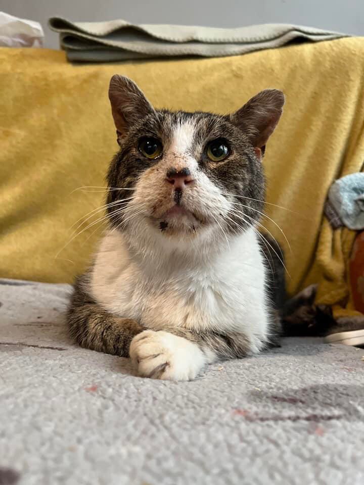 White Cross Vets (@whitecrossvets) on Twitter photo Hedwig was missing for three years after escaping from an upstairs window the night he arrived in his new home.
Amazingly, after all this time, he has been found thanks to his microchip. Home at last 🥰
Never give up on your missing pets 🐱
Via <a href="/KH_CatClub/">Kings Heath Cat Rescue</a> Hedwig was missing for three years after escaping from an upstairs window the night he arrived in his new home.
Amazingly, after all this time, he has been found thanks to his microchip. Home at last 🥰
Never give up on your missing pets 🐱
Via <a href="/KH_CatClub/">Kings Heath Cat Rescue</a>