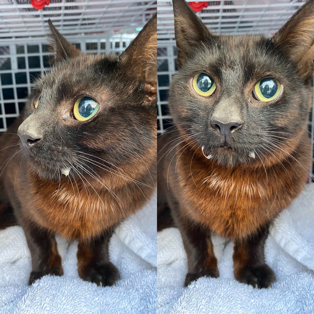 CatLady_TNR's tweet photo. Feral cats captured and on to their new life 😻😻

Safe now babies 

#rescuecat #RESCUEISMYFAVORITEBREED  #adoptdontshop #ferals #cats https://t.co/xmXtqLE2Sn