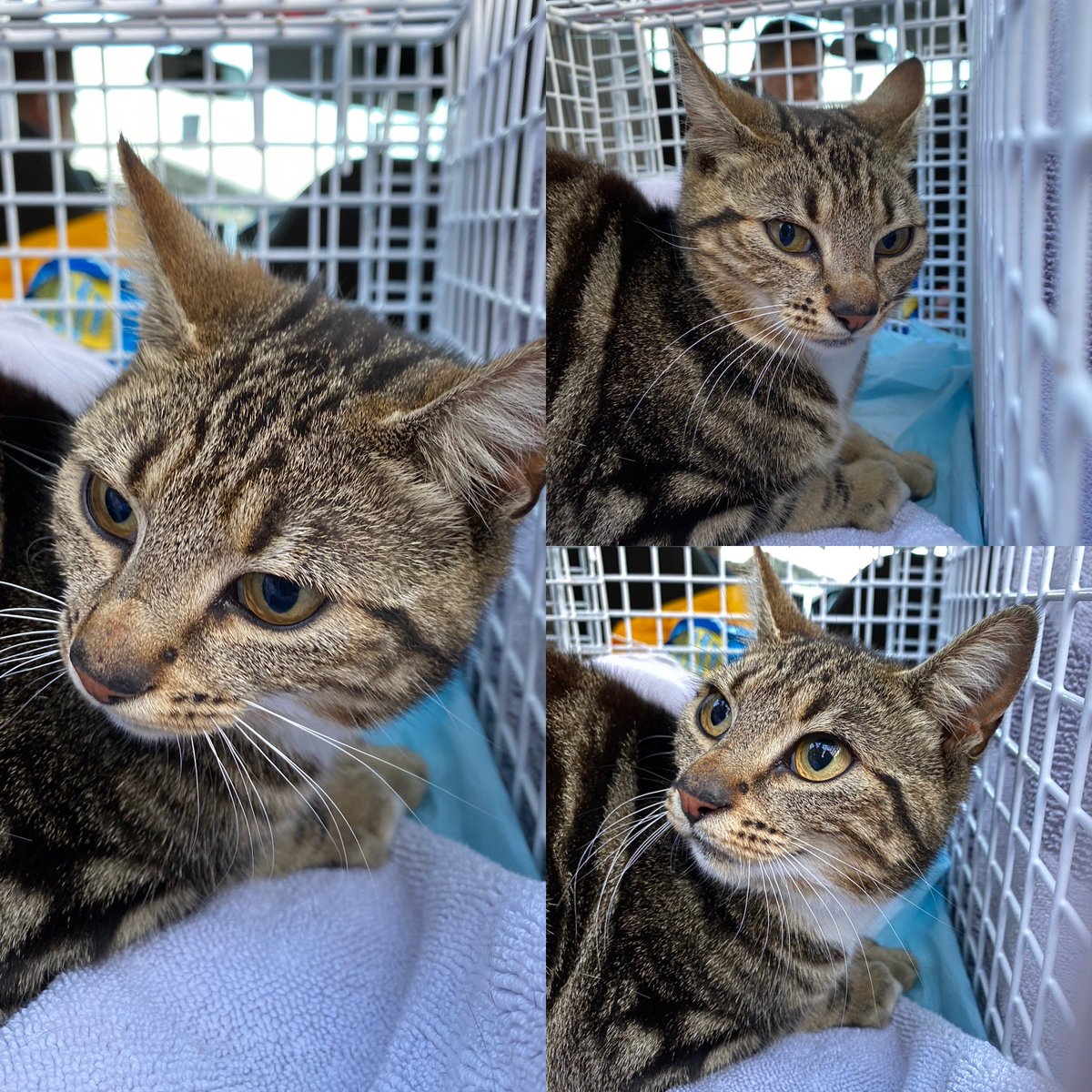 CatLady_TNR's tweet photo. Feral cats captured and on to their new life 😻😻

Safe now babies 

#rescuecat #RESCUEISMYFAVORITEBREED  #adoptdontshop #ferals #cats https://t.co/xmXtqLE2Sn