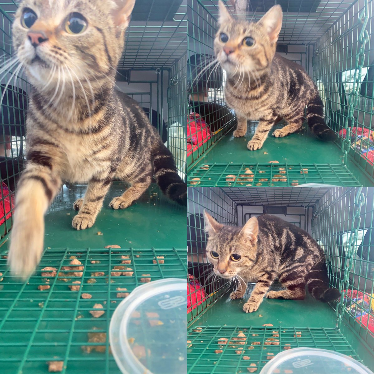CatLady_TNR's tweet photo. Feral cats captured and on to their new life 😻😻

Safe now babies 

#rescuecat #RESCUEISMYFAVORITEBREED  #adoptdontshop #ferals #cats https://t.co/xmXtqLE2Sn
