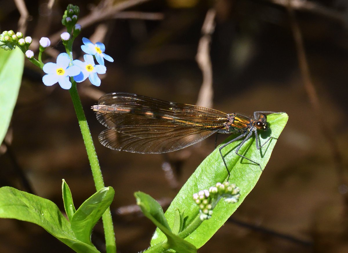 JoKingDevon's tweet photo. Love the colour of this female #BeautifulDemoiselle along #ShuttertonBrook #Dawlish today, looks golden/bronze colour in the sun https://t.co/HfOfOz0rFY