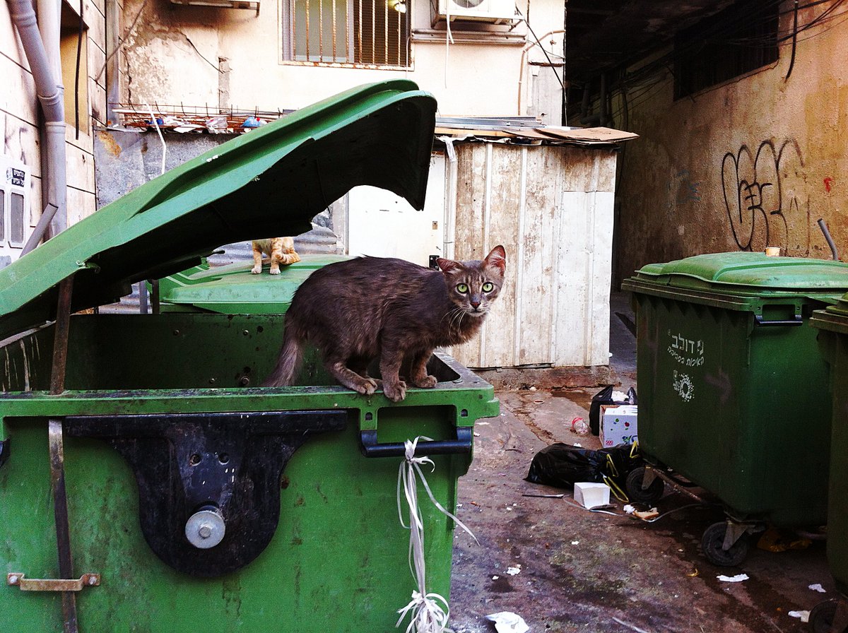 Looking back on some of my #tezos photos 📷👀

First up: “Trash Cat Uno” from July 2022 – last ed available for 1 tez (link ↓)

#NFTphotography #photez