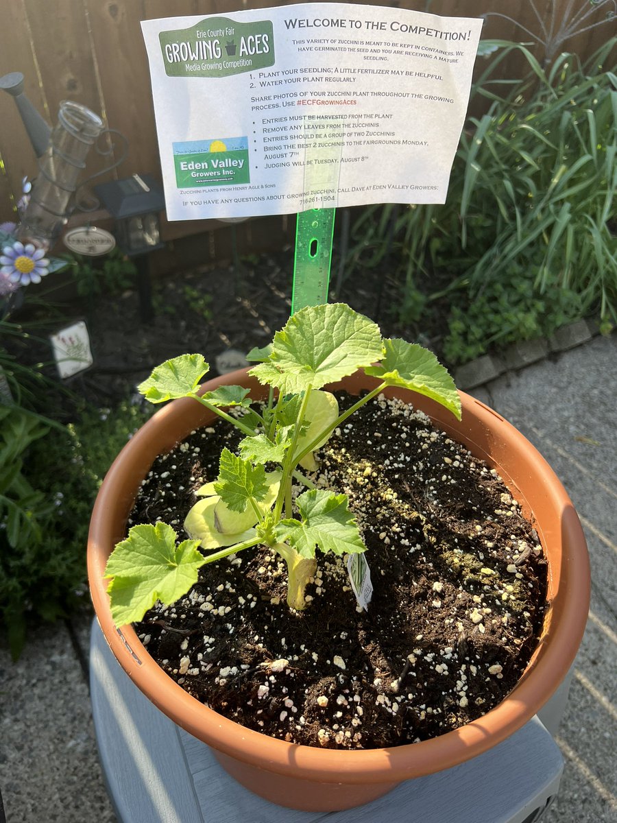 soneil1's tweet photo. One week of growth!   Grow baby grow! #ecfgrowingaces @AglesFarmMarket @EdenvalleyGrow @KISS985BUFFALO https://t.co/8ORJe8Q6DM