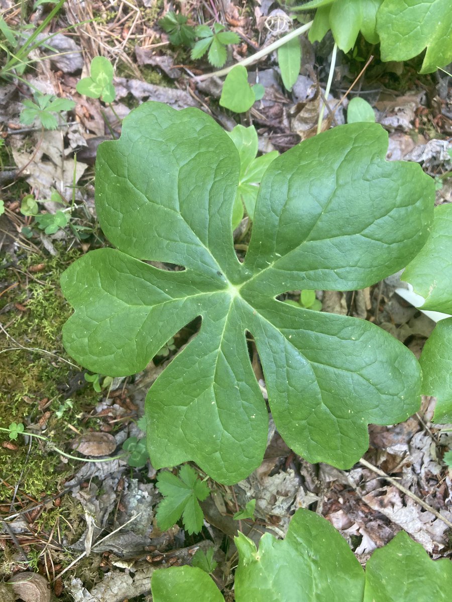 tracyjoproffitt's tweet photo. TFW your #plantlady and #mathlady interests collide…

Today I spotted these mayapple plants on a walk. Check out how the leaves have 5, 6, or 7 lobes! Turns out they can even have 8 or 9. Guess I gotta go back and find those too. 

https://t.co/U2r9pacPm5 https://t.co/hY6U3aSpSU