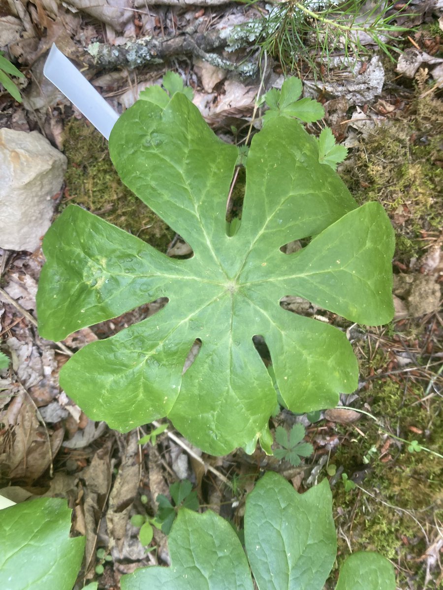 tracyjoproffitt's tweet photo. TFW your #plantlady and #mathlady interests collide…

Today I spotted these mayapple plants on a walk. Check out how the leaves have 5, 6, or 7 lobes! Turns out they can even have 8 or 9. Guess I gotta go back and find those too. 

https://t.co/U2r9pacPm5 https://t.co/hY6U3aSpSU