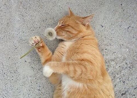 MsRobot4's tweet image. Spring mood🌺🌻