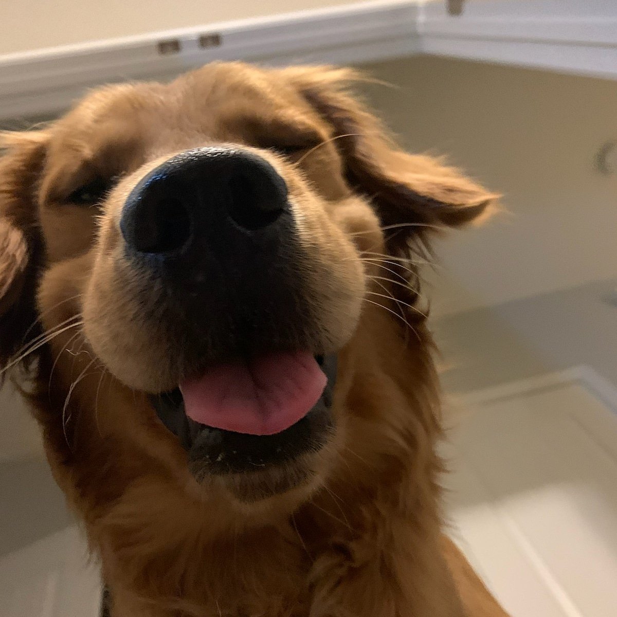 Bearded Joe tweet media