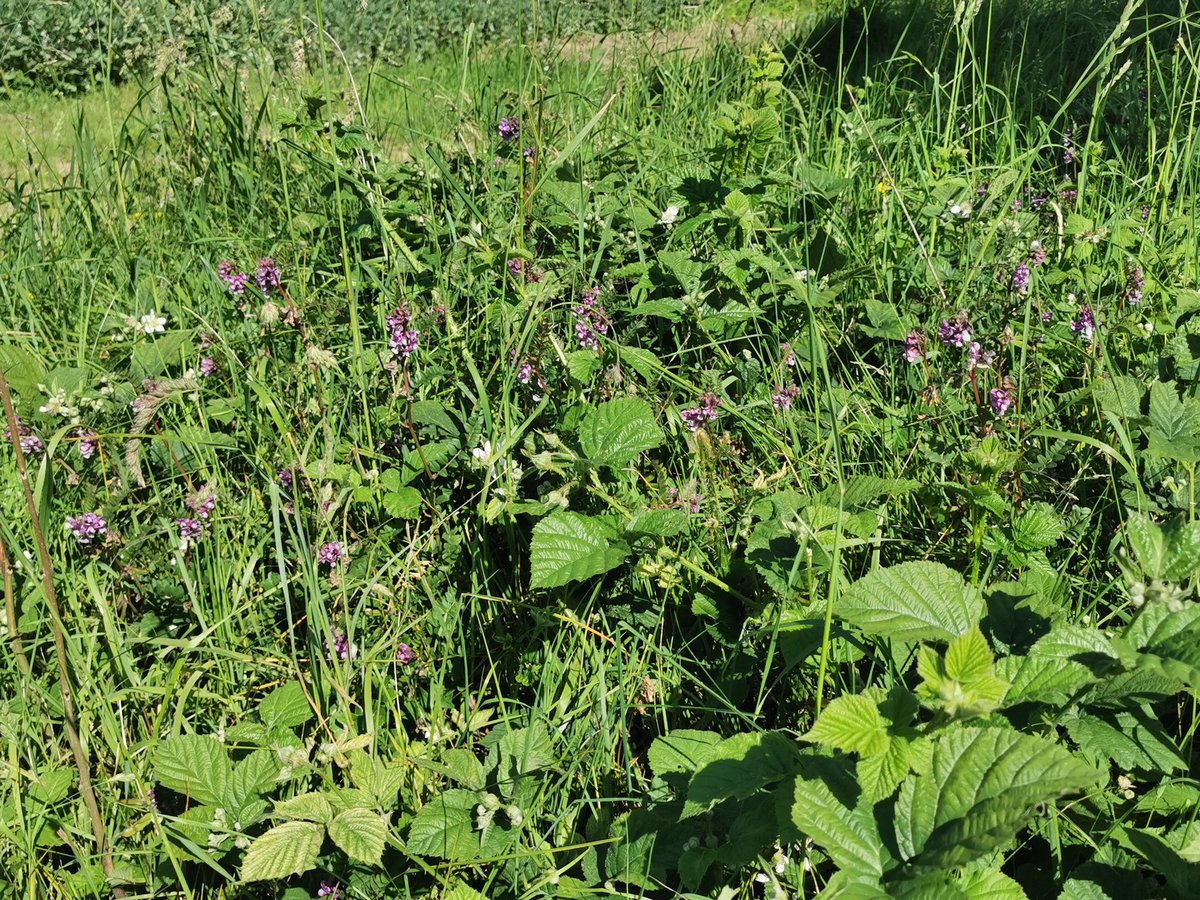 Joe Deverell tweet media