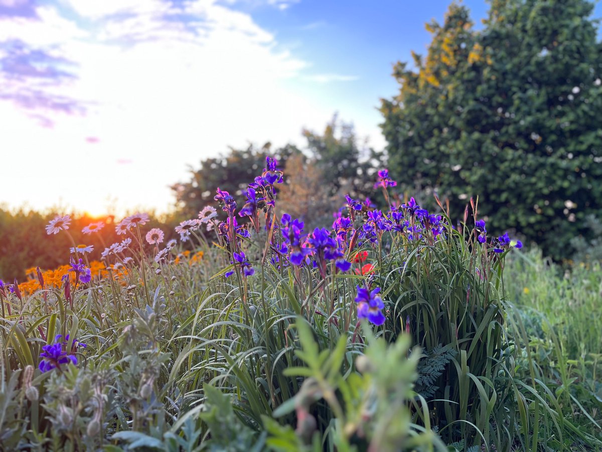 ummocrono's tweet photo. Iris sibirica https://t.co/Hh9GmUOcb8