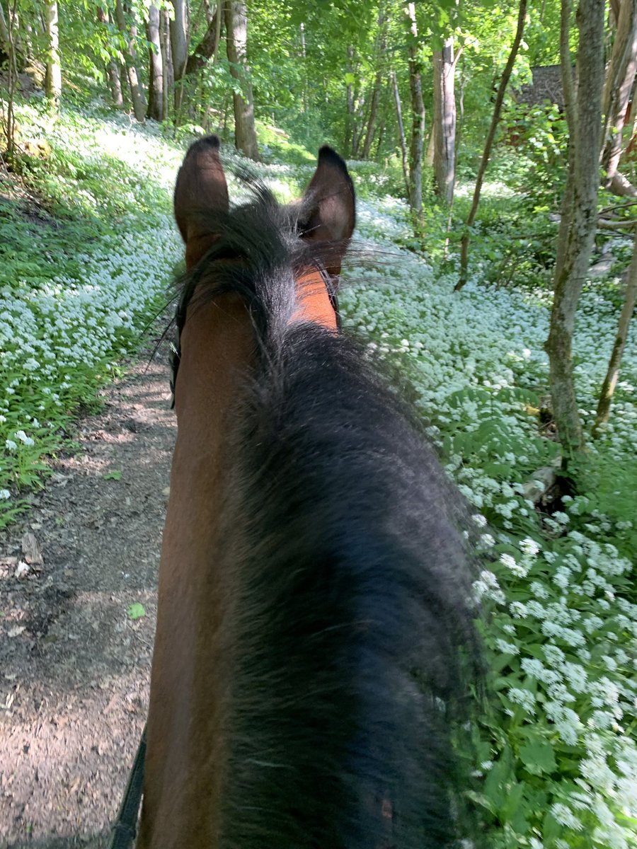 Qaramba och ett hav av ramslök🐎🌱