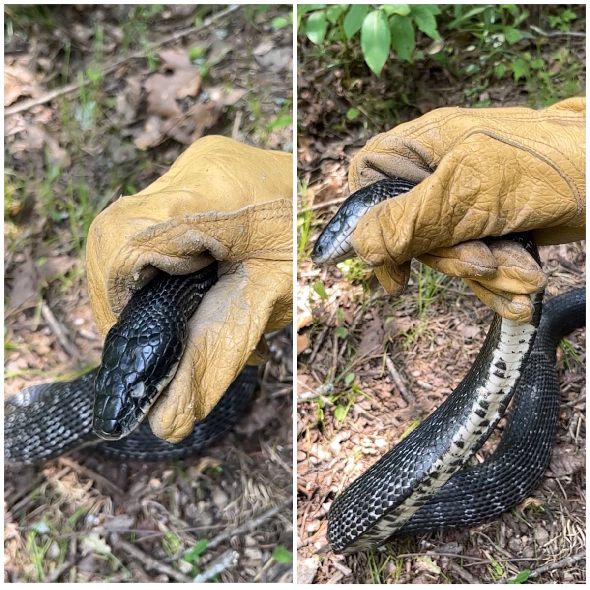 quiet_piper's tweet photo. I think I see why my hen’s eggs were disappearing. I thought she broke some but it was this thief. I spared him before and this is how I get repaid. 🤨 Relocated to the woods today but it’s a three strike rule, partner. Ssssstay away. 🐍😂 #ratsnake #goodsnake #nonvenemous https://t.co/crtJyz9A9H