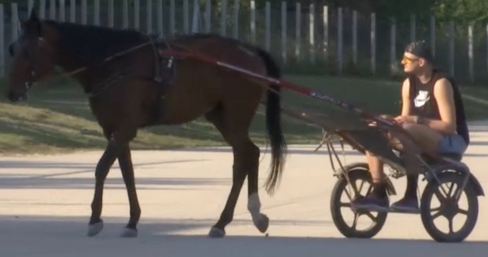 isaac_bugarin's tweet photo. OPEN SHOT 
FATE OF THE UNIVERSE ON THE LINE 
MARTIANS GOT THE DEATH BEAM POINTED AT EARTH YOU BETTER HIT IT

I
WANT
A MAN WHO LOVES HORSES MORE THAN BASKETBALL https://t.co/gfKGWeIJSk