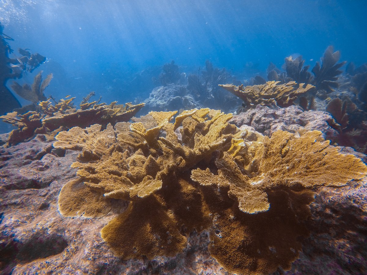 coralcrf's tweet image. It's Hurricane Season! #FridayFieldUpdate The picture shows corals "skirting" at the base. During a hurricane the branches may break off but the "skirt" will remain and regrow! This is the goal and its why our team put 900+ corals onto Carysfort Reef this week!