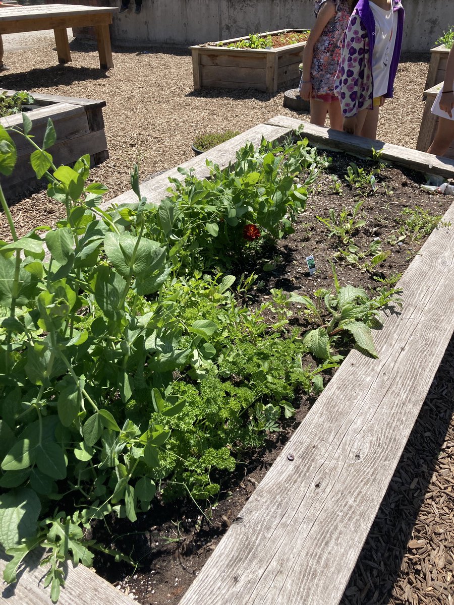 Garden growth! Thank you to gr.7s and Ms.Akita for organizing our <a href="/earthbitesca/">EarthBites</a> market! <a href="/VSB39/">Vancouver School Board</a>