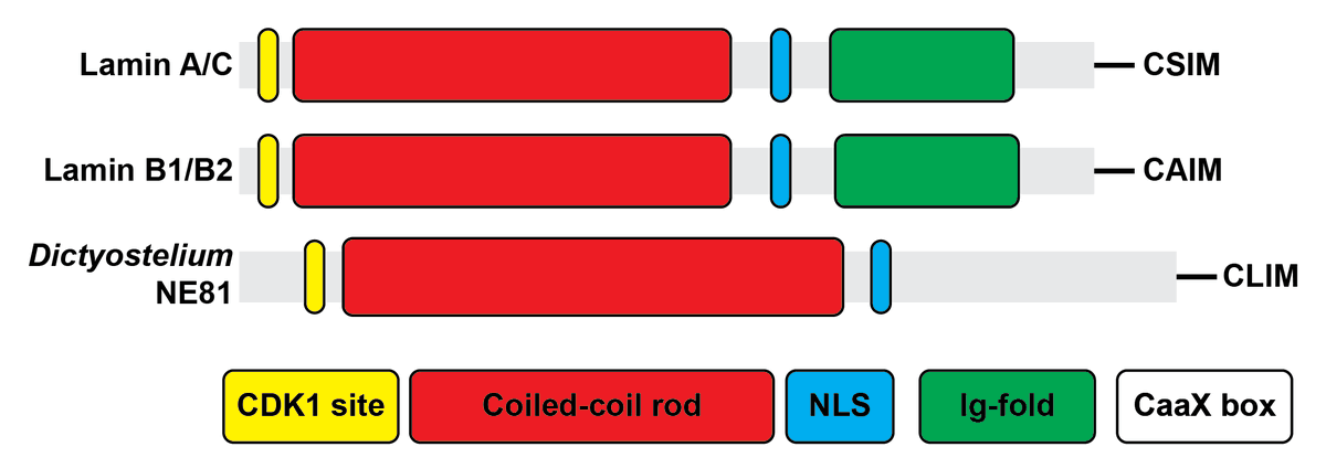 LammerdingLab's tweet photo. Do amoeba have lamins? How do they compare to metazoan lamins? Working with Ralph Gräf, who discovered a lamin-like protein, NE81, in dictyostelium, we compared the ability of NE81 and human lamin A to rescue nuclear defects in lamin deficient cells:
https://t.co/UihI81F6wt https://t.co/U6siWaxiC0