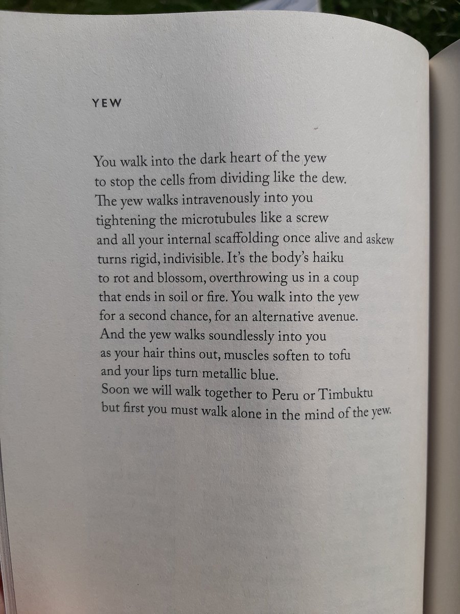 TATFS's tweet photo. 'Yew' by Kit Fan https://t.co/6UlHnrw5Wv