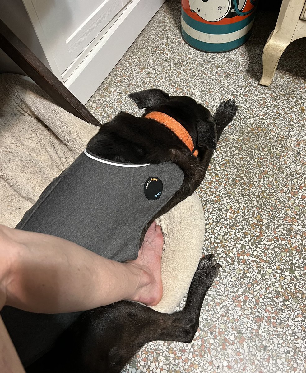 MelissaGracey's tweet image. When your little old lady dog doesn’t like the thunder. 
#tropicalstormarlene 
#thundershirt