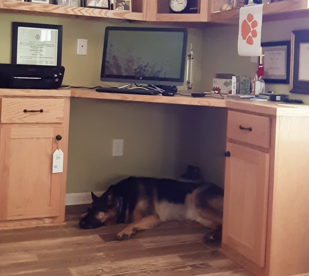 BrianPeahuff's tweet photo. You know it's summertime when Katie starts going to the cool spot under the desk...
😛😁

@AMYCHAR7 https://t.co/3dLr5odxON