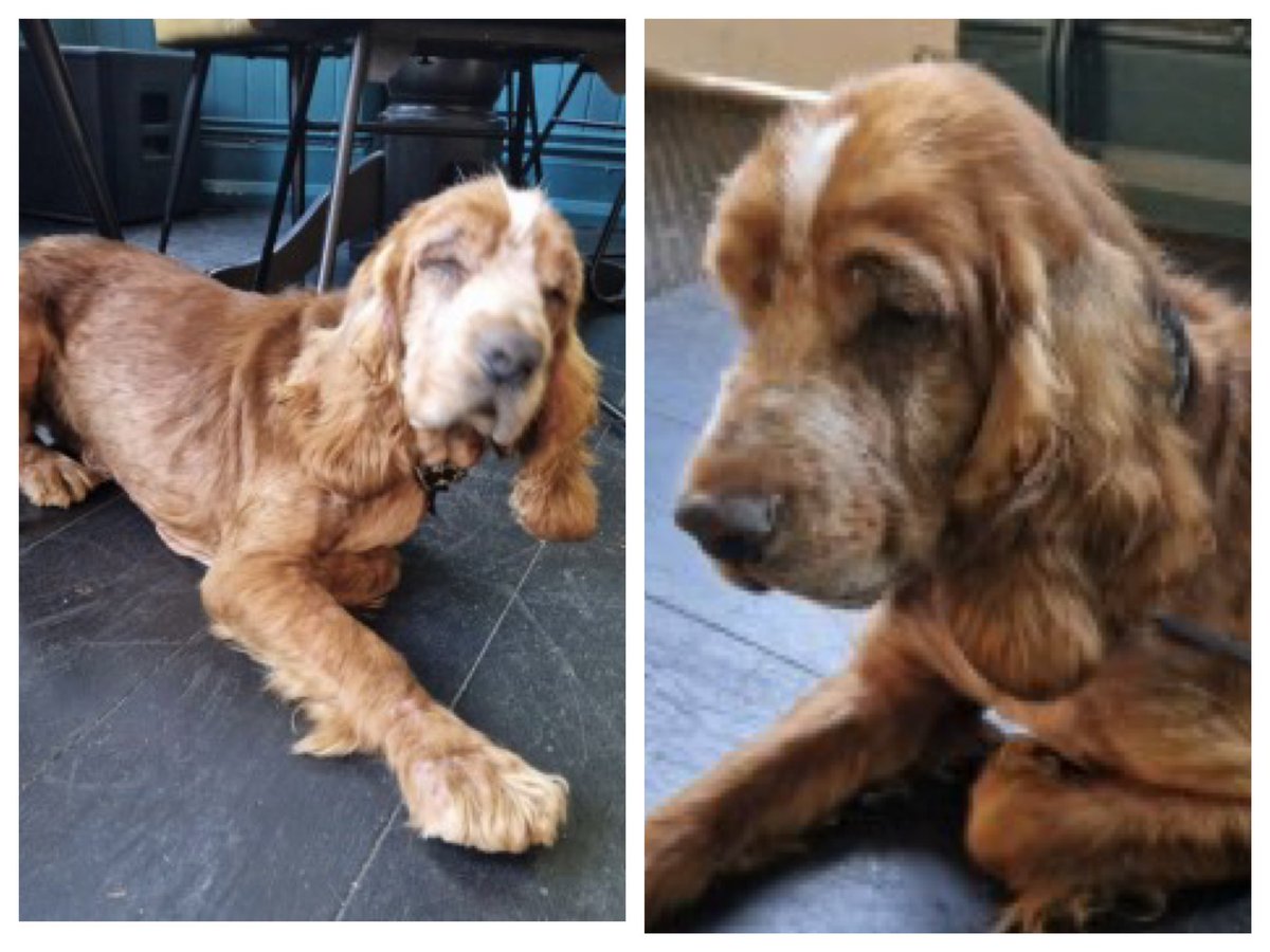 VetsGetScanning's tweet photo. Do you recognise this found dog? 
His microchip registration says his name is HALO but his contact information is not up to date. 
Found tied to a fence near The Stag, Little Park Gardens, #Enfield, #London, EN2 6PH on 1st June 2023. 
https://t.co/LLIPQUiRym 

#MakeChipsCount https://t.co/3sifgJn7nm
