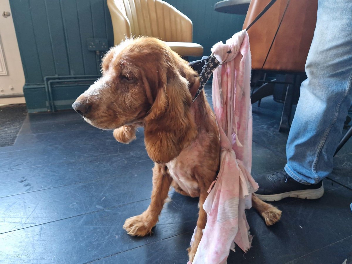 VetsGetScanning's tweet photo. Do you recognise this found dog? 
His microchip registration says his name is HALO but his contact information is not up to date. 
Found tied to a fence near The Stag, Little Park Gardens, #Enfield, #London, EN2 6PH on 1st June 2023. 
https://t.co/LLIPQUiRym 

#MakeChipsCount https://t.co/3sifgJn7nm