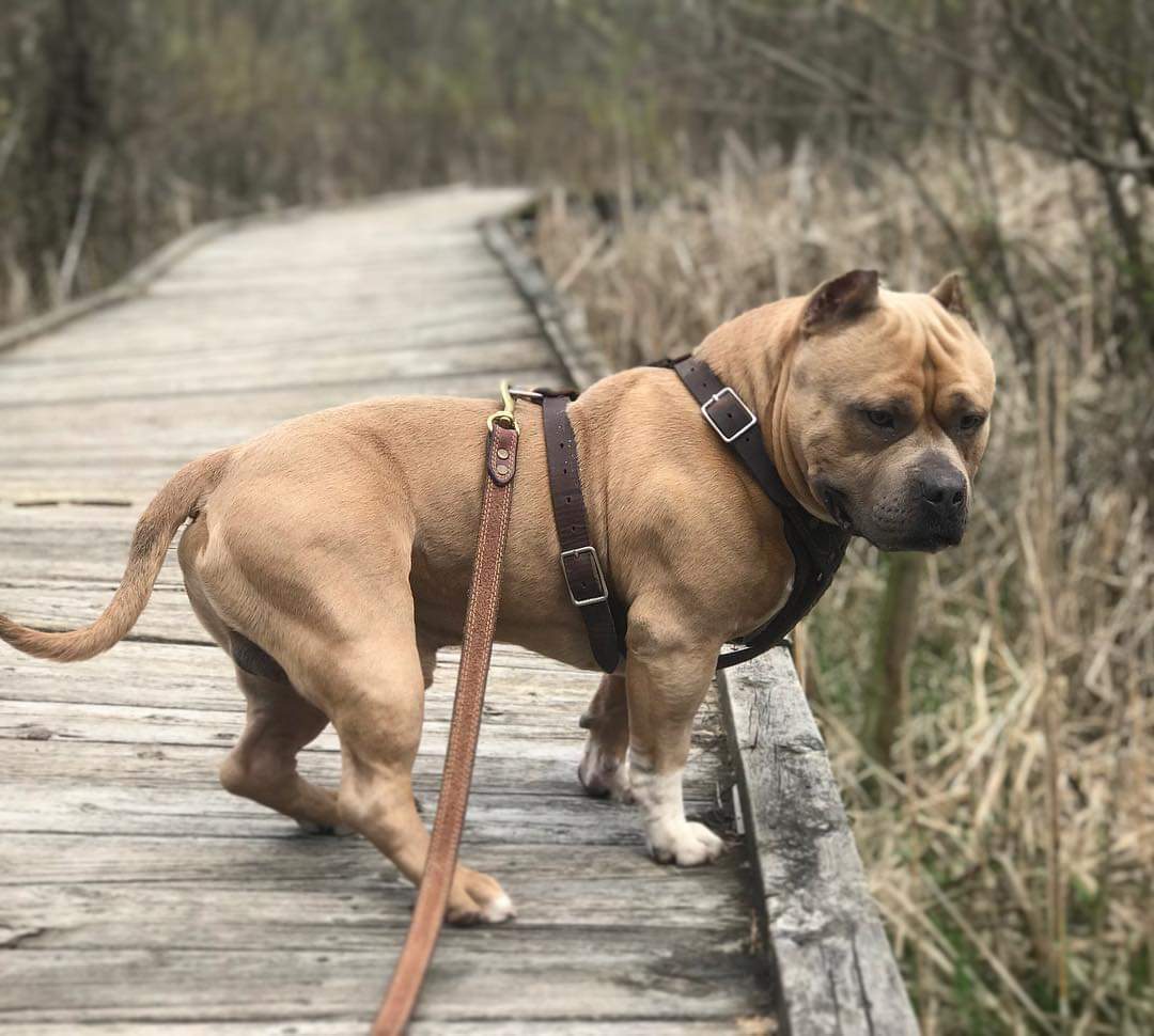 GetBuffBullys's tweet image. Dual Champion Ghost! 
 I miss this boy everyday. Producer of multiple champions and grand champion 🏆🥇🏅
GETBUFFBULLYS.COM 
#GETBUFFBULLYS #getbuff #bullys #americanbully #bullybreed #champion #abkc #brcglobal #Ghost #showdogs
