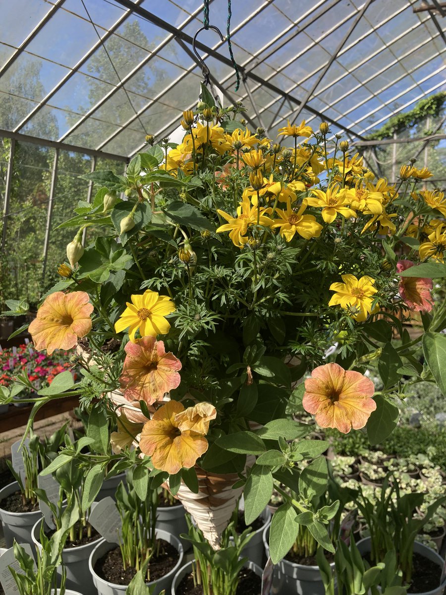 CentreRussells's tweet photo. How nice to see all the plants coming on now we’ve had a lovely long sunny spell 🌞🌞🌞

We’ve got hanging baskets and bedding plants left, but not loads so don’t miss out!!

#gardening #beddingplants #hangingbaskets #russellsgardencentre https://t.co/SfGFjevbCY
