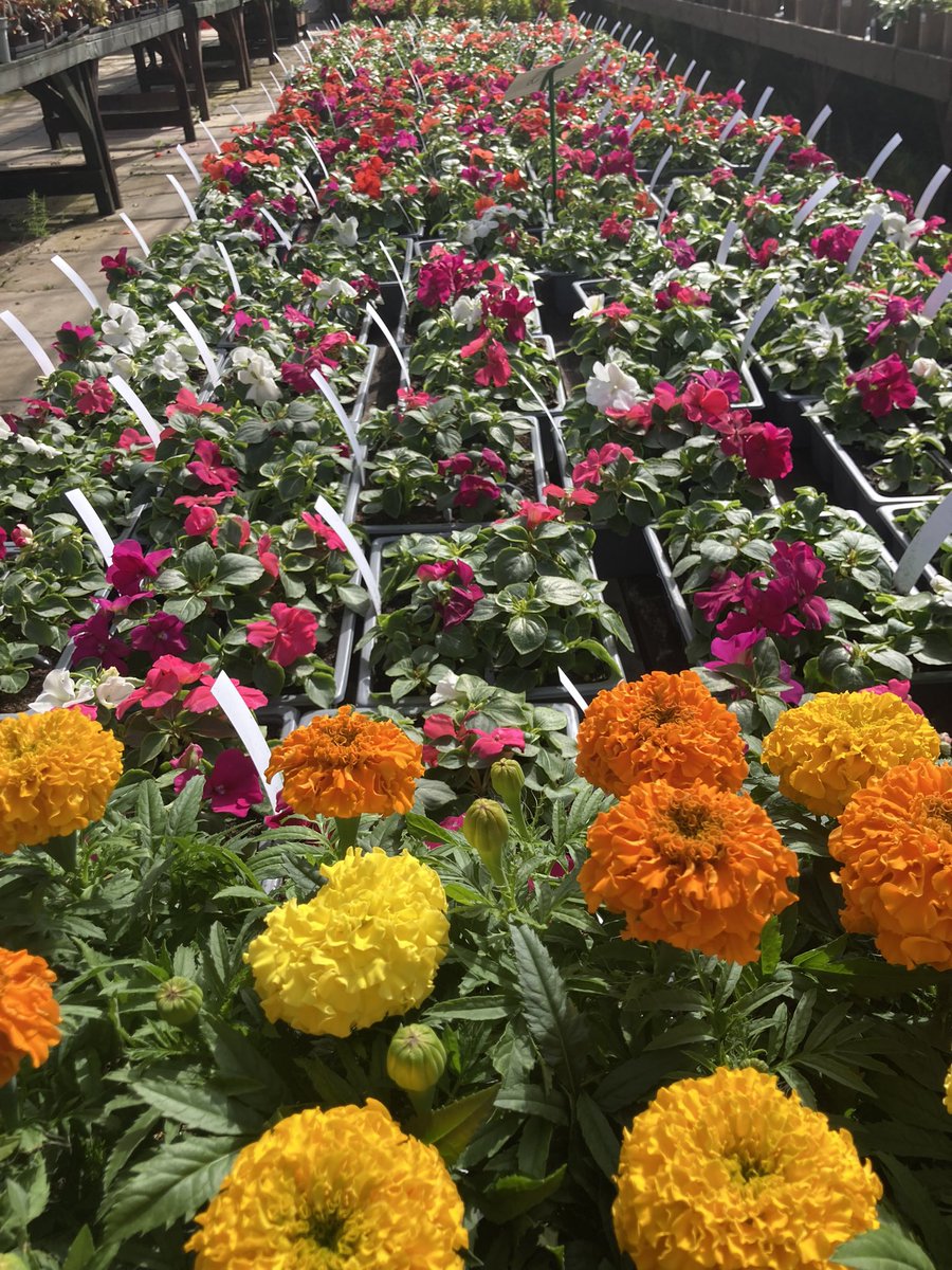 CentreRussells's tweet photo. How nice to see all the plants coming on now we’ve had a lovely long sunny spell 🌞🌞🌞

We’ve got hanging baskets and bedding plants left, but not loads so don’t miss out!!

#gardening #beddingplants #hangingbaskets #russellsgardencentre https://t.co/SfGFjevbCY