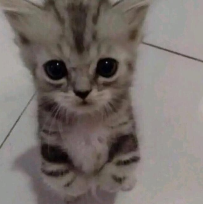 jkitll's tweet photo. this cat reminds me of my buddy @fivedudey https://t.co/qT5TWFHQsM