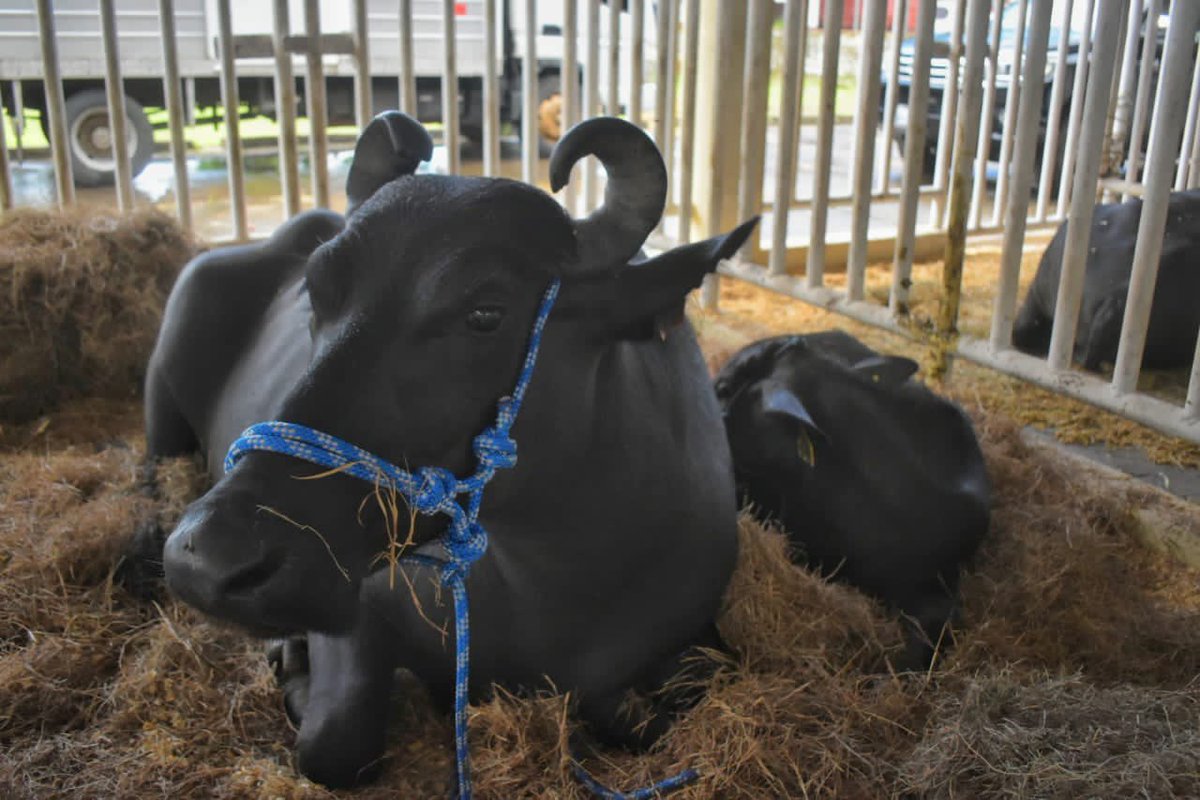 Tremenda Expo Feria Agropecuaria Bolívar 2023 !!! Están sucediendo cosas buenas en nuestro estado , señal que Estamos Renaciendo <a href="/NicolasMaduro/">Nicolás Maduro</a>