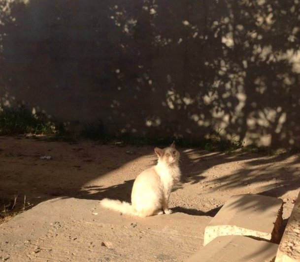 mema_ju_'s tweet photo. بسبوس باشا الي مكملها عرايك مع قطاطيس الشارع غيور  بسلامته 😂💕 https://t.co/Eglfa4uVih